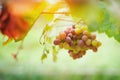 Bunches of red wine grapes growing in Italian fields. Close up Royalty Free Stock Photo