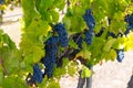 Bunches of red wine grapes Royalty Free Stock Photo