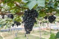 Bunches of red wine grapes hanging on the wine Royalty Free Stock Photo