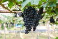 Bunches of red wine grapes hanging on the wine Royalty Free Stock Photo