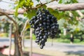 Bunches of red wine grapes hanging on the wine Royalty Free Stock Photo