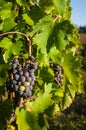 Bunches of red wine grapes hanging on the wine