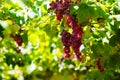 Bunches of red wine grapes hanging on the wine in late afternoon sun. Royalty Free Stock Photo