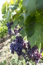 Bunches of red wine grapes hanging on the wine in late afternoon Royalty Free Stock Photo