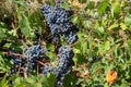 Bunches of red wine grapes hanging on the wine in late afternoon sun Royalty Free Stock Photo