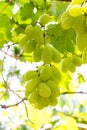 Bunches of red wine grapes hanging on the wine in late afternoon sun. Royalty Free Stock Photo