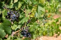 Bunches of red wine grapes hanging on the wine in late afternoon sun Royalty Free Stock Photo