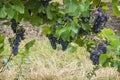 Bunches of red wine grapes hanging on the wine vineyard Royalty Free Stock Photo