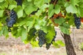 Bunches of red wine grapes hanging on the wine vineyard Royalty Free Stock Photo