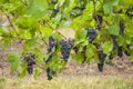 Bunches of red wine grapes hanging on the wine vineyard Royalty Free Stock Photo