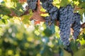 Bunches of red wine grapes on vine Royalty Free Stock Photo