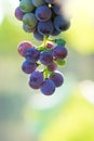 Bunches of ripe black grapes in the sun rays of the vineyard