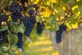 Bunches of ripe black grapes in vineyard at autumn Royalty Free Stock Photo
