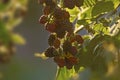 Bunches of ripe black and red and green unripe blackberries growing in wild nature, dewberry grow on a bush on a summer day