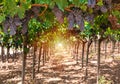 Bunches of ripe blue grape on plantation closeup. Sunlight.