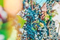 Bunches of ripe blue grapes Royalty Free Stock Photo