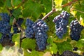 Bunches of ripe blue grapes Royalty Free Stock Photo