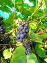 Bunches of ripe blue grapes on the vine Royalty Free Stock Photo