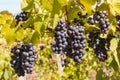 Bunches of ripe Cabernet Sauvignon grapes on vine in vineyard Royalty Free Stock Photo