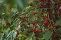 Bunches of ripe cherries on a background of foliage. Lots of red cherries on the branch. Ecological gardening Royalty Free Stock Photo