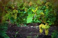 Bunches of ripe grapes. A bunch of light grapes in close-up on the background of vineyard. Branches of grapes. Autumn