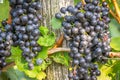 Bunches of tasty ripe grapes