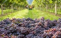 Bunches of ripe grapes Pinot grigio variety during the harvest in the vineyard of South Tyrol in northern Italy