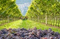 Bunches of ripe grapes Pinot grigio variety during the harvest in the vineyard of South Tyrol in northern Italy. Royalty Free Stock Photo