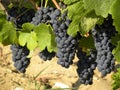 Bunches of ripe grapes ready for harvest