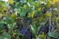 Bunches of Ripe Grapes in a Vineyard in Loudon County, Virginia Royalty Free Stock Photo