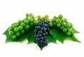 Bunches of Ripe Green and Blue Grapes Isolated Royalty Free Stock Photo