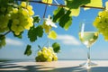 Bunches of ripe green grapes on a sunny day and a glass of white wine on the table. Winemaking concept Royalty Free Stock Photo