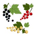 Bunches of Ripe Juicy Blackcurrant, Redcurrant, White Currant with Green Leafs. Red currant, Black currant, White Royalty Free Stock Photo