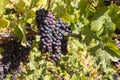 Bunches of ripe merlot grapes at harvest time in vineyard Royalty Free Stock Photo