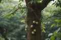 Bunches of ripe olives on a tree