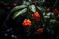 Bunches of ripe orange sea buckthorn berries