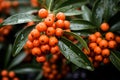 Bunches of ripe orange sea buckthorn berries