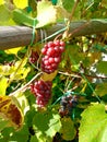 Bunches of ripe pink and blue grapes on the vine Royalty Free Stock Photo