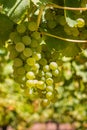 Bunches of ripe Pinot Gris grapes hanging on grapevine in vineyard with blurred background Royalty Free Stock Photo