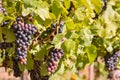 Bunches of ripe Pinot Noir grapes on vine in vineyard Royalty Free Stock Photo