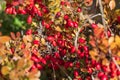 Bunches of ripe red berry barberry in autumn garden. Thunberg berberis fruits bitter in taste and inedible. Ornamental plant used Royalty Free Stock Photo