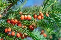 Bunches of ripe red berry yew in autumn garden. Taxus baccata fruits poisonous. Royalty Free Stock Photo