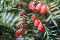 Bunches of ripe red berry yew in autumn garden. Taxus baccata fruits poisonous. Royalty Free Stock Photo