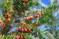 Bunches of ripe red berry yew in autumn garden. Taxus baccata fruits poisonous. Royalty Free Stock Photo