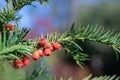 Bunches of ripe red berry yew in autumn garden. Taxus baccata fruits poisonous. Royalty Free Stock Photo