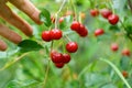 Bunches of ripe red cherries on a tree branch. man harvests. Selective focus. Royalty Free Stock Photo