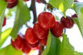 Bunches of ripe red cherry close-up on a sunny day in spring Royalty Free Stock Photo