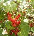 Bunches of ripe red currants