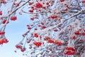 Bunches of ripe red rowan covered with snow, frost on the branches, rowan tree in winter Royalty Free Stock Photo