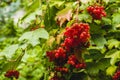 Bunches of ripe red viburnum with leaves with raindrops. Harvesting in the fall.